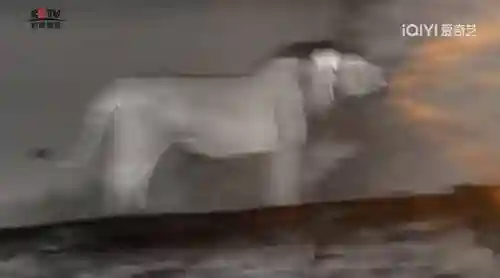 阵容最大的纪录片是(十大优秀纪录片)插图7