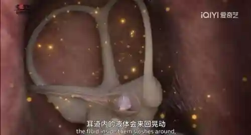 阵容最大的纪录片是(十大优秀纪录片)插图4