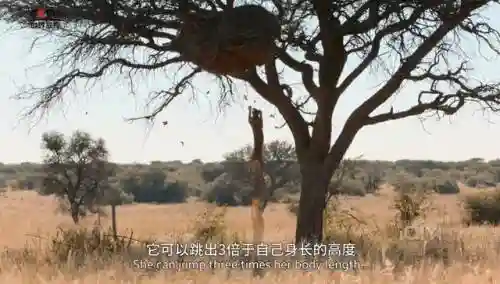 阵容最大的纪录片是(十大优秀纪录片)插图11