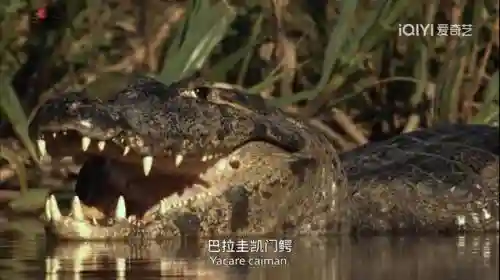 阵容最大的纪录片是(十大优秀纪录片)插图2