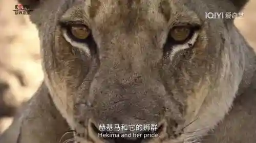 阵容最大的纪录片是(十大优秀纪录片)插图5