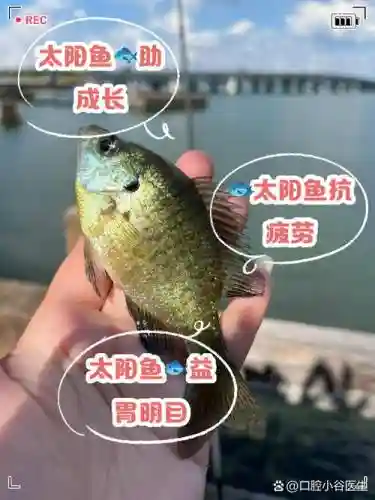 太阳鱼腩阵容插图