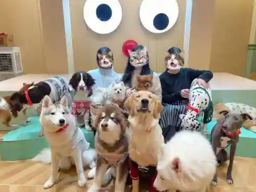 狗嗨阵容插图1