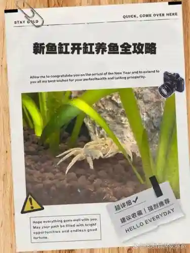 养鱼大亨攻略升级鱼缸插图1