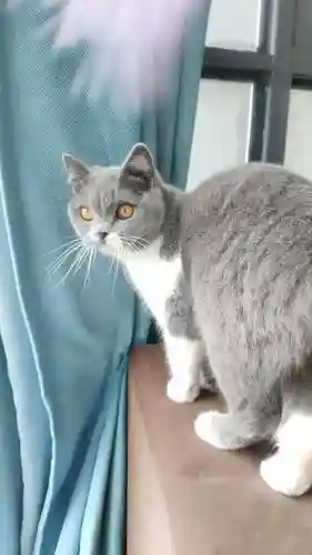 大母猫阵容插图1