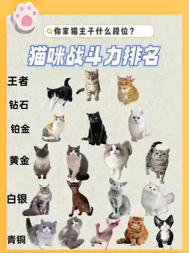 猫咪决斗阵容插图1