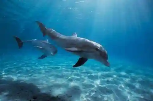 梦幻西游超级海豚好么插图1