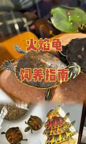 火龟先升哪个技能，火龟位置插图