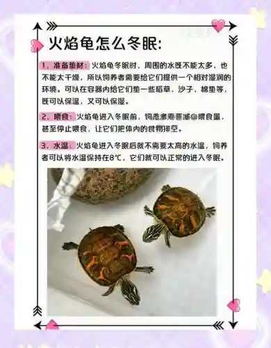 火龟先升哪个技能，火龟位置插图1