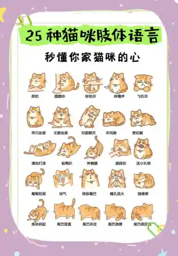 关于猫的技能名称，喵咪的技能插图1