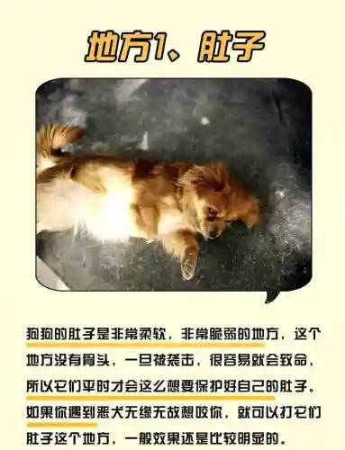 驱魔遛狗装备，驱魔的狗有什么属性插图